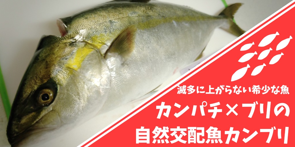 滅多に上がらない小田原の希少な魚 カンパチ ブリの自然交配魚カンブリ Taka Fish Hunter お魚クック